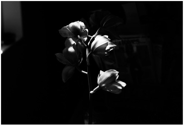 Tania Kelley photography